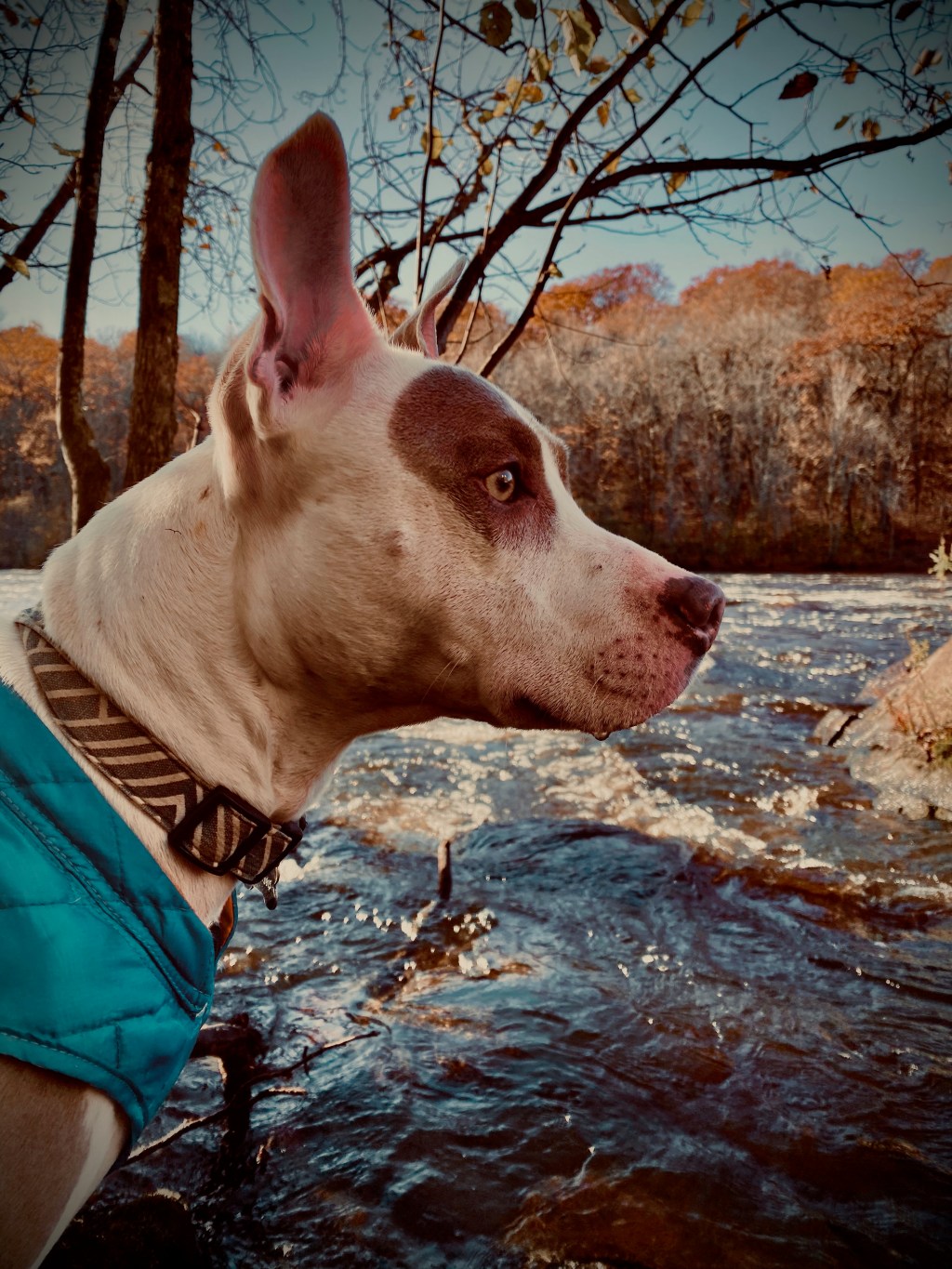 An Ode to (almost) Mr.&nbsp;Worldwide