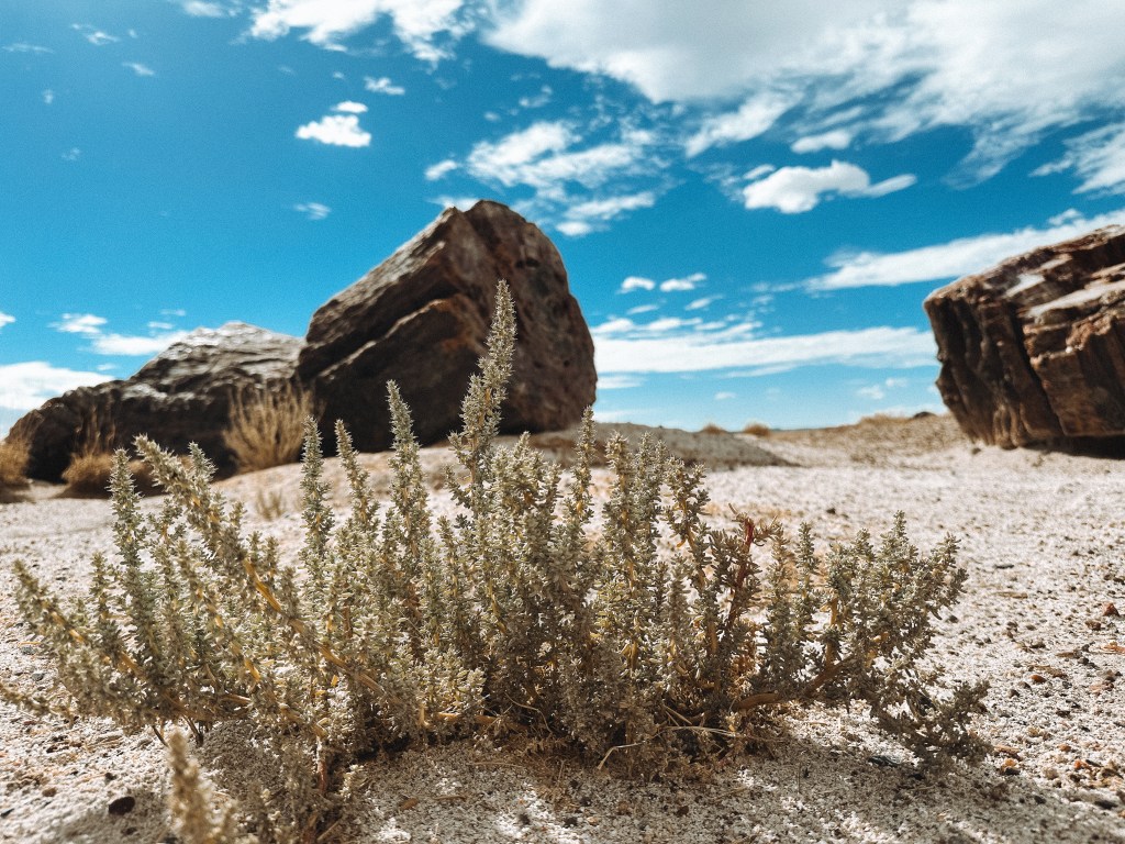 Westward Transcience